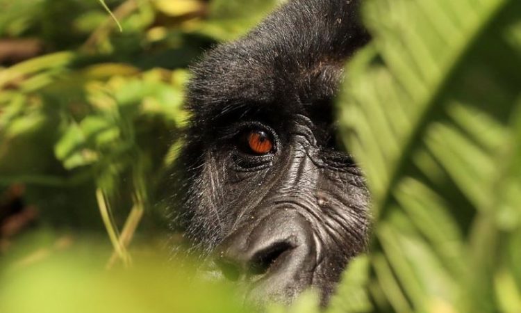 Everything To know About Rwanda Gorilla Trekking