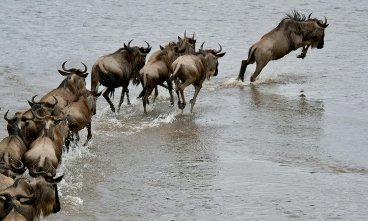 Best months to see Great Migration in Serengeti Grumeti