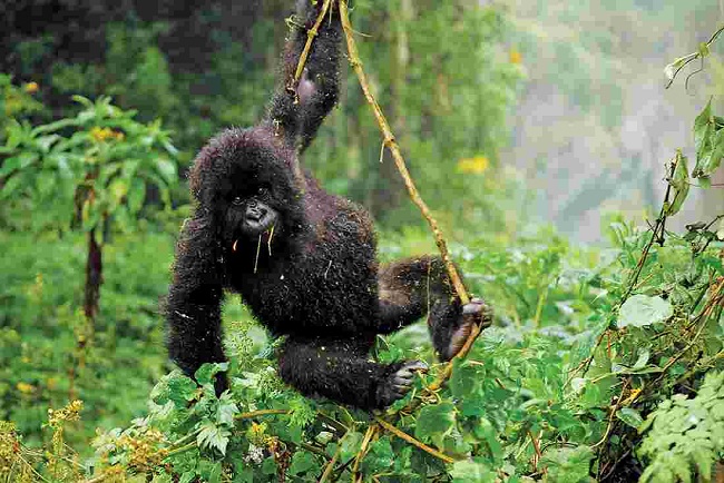Gorilla Habituation Experience in Bwindi Forest