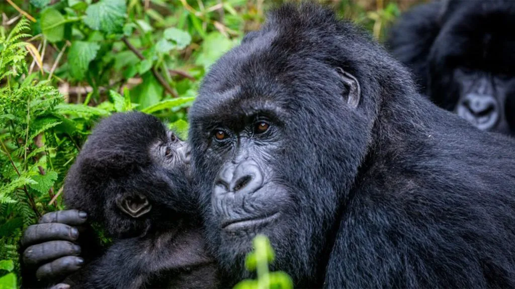 Gorilla Trekking vs Kenya Safari