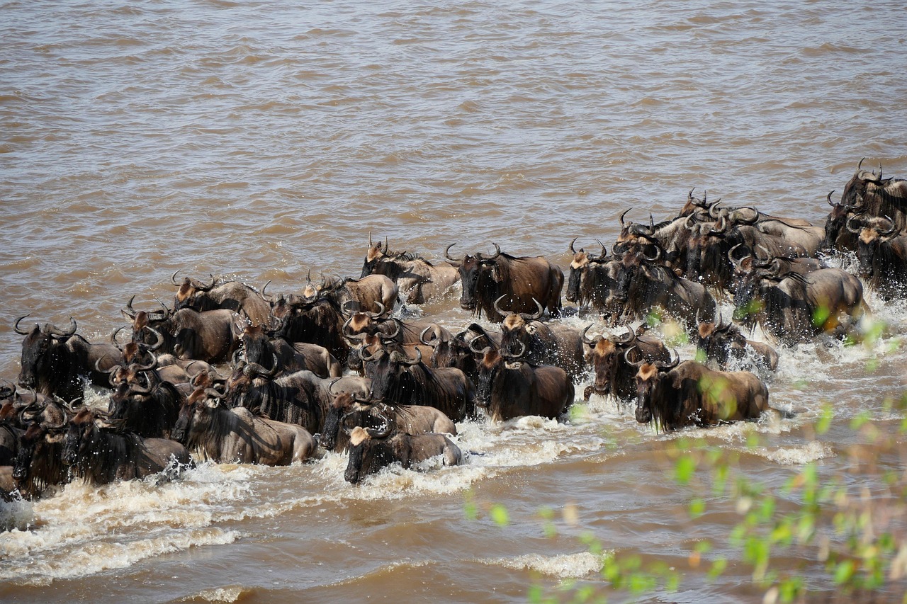Wildebeest Migration in Kenya
