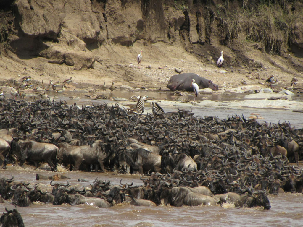 Why is Serengeti Grumeti the best Place for migration?