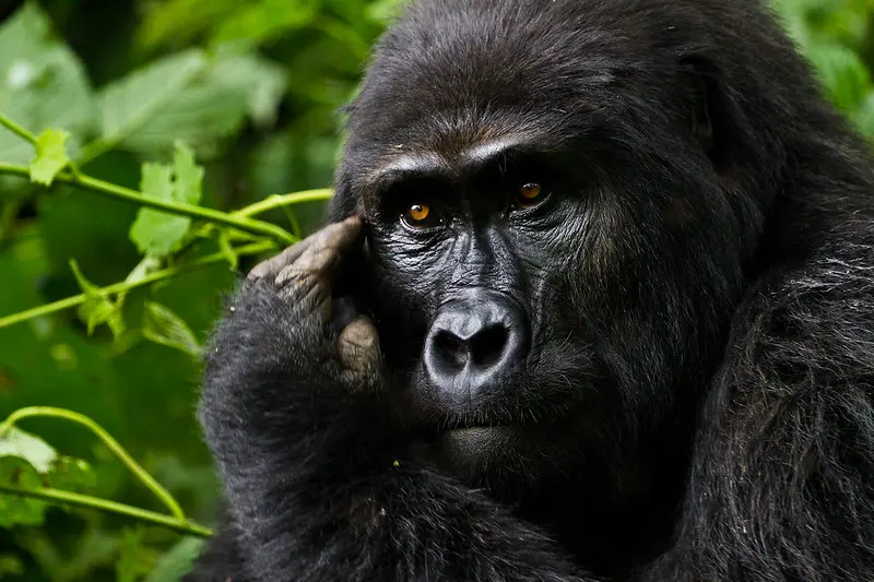 Why Plan a Gorilla habituation Experience in Uganda?