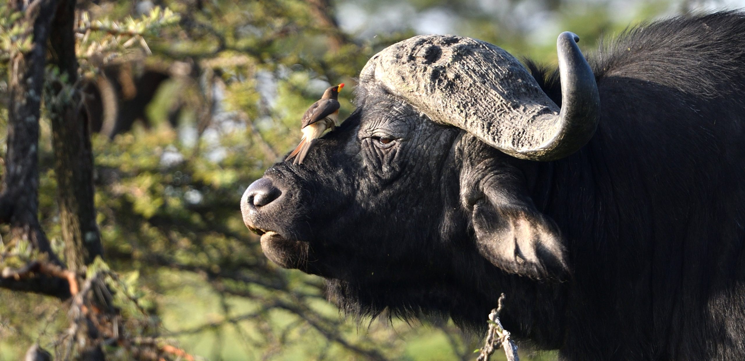 How to Experience Kenya Big 5?