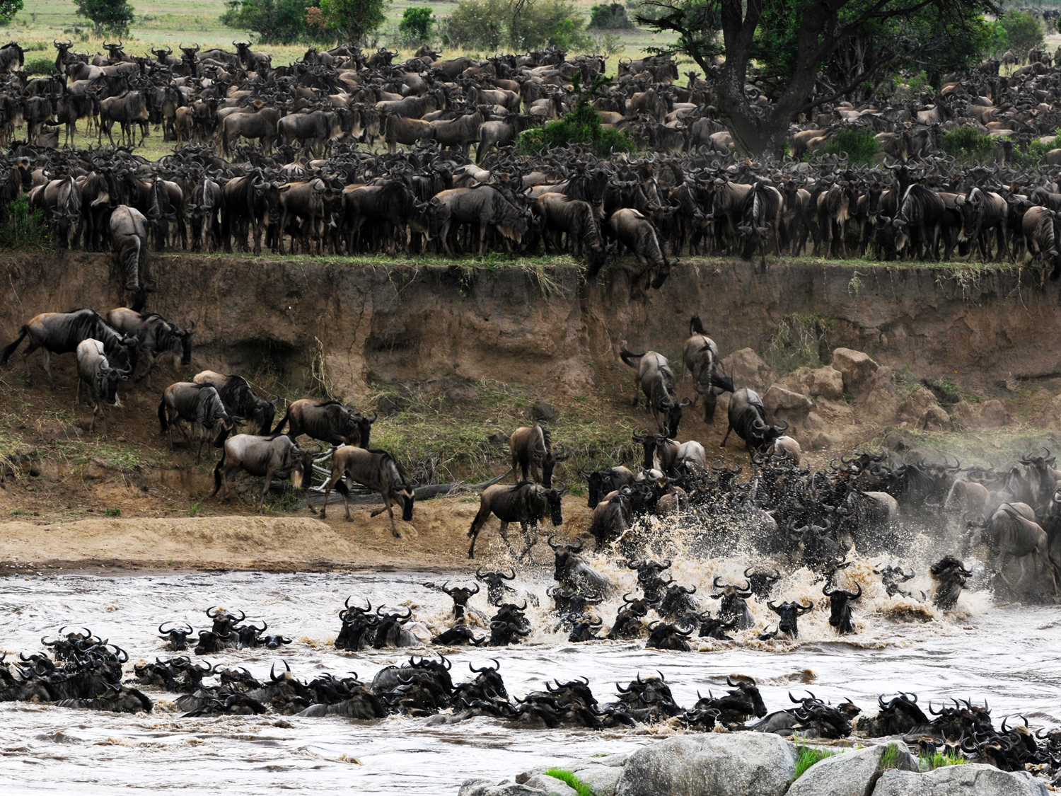 Why is Serengeti Grumeti the best Place for migration?