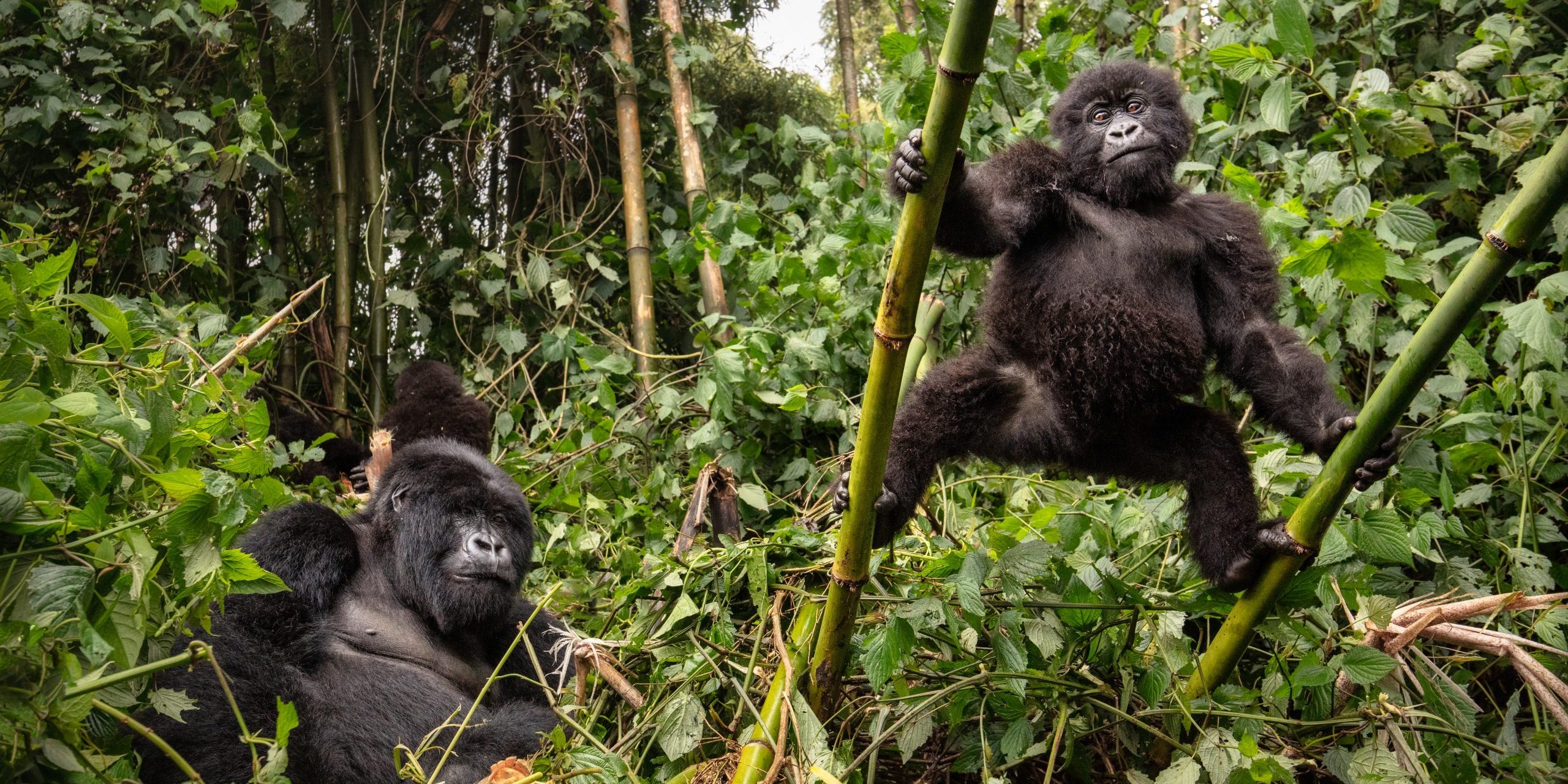 How Difficult is Gorilla trekking in Uganda?