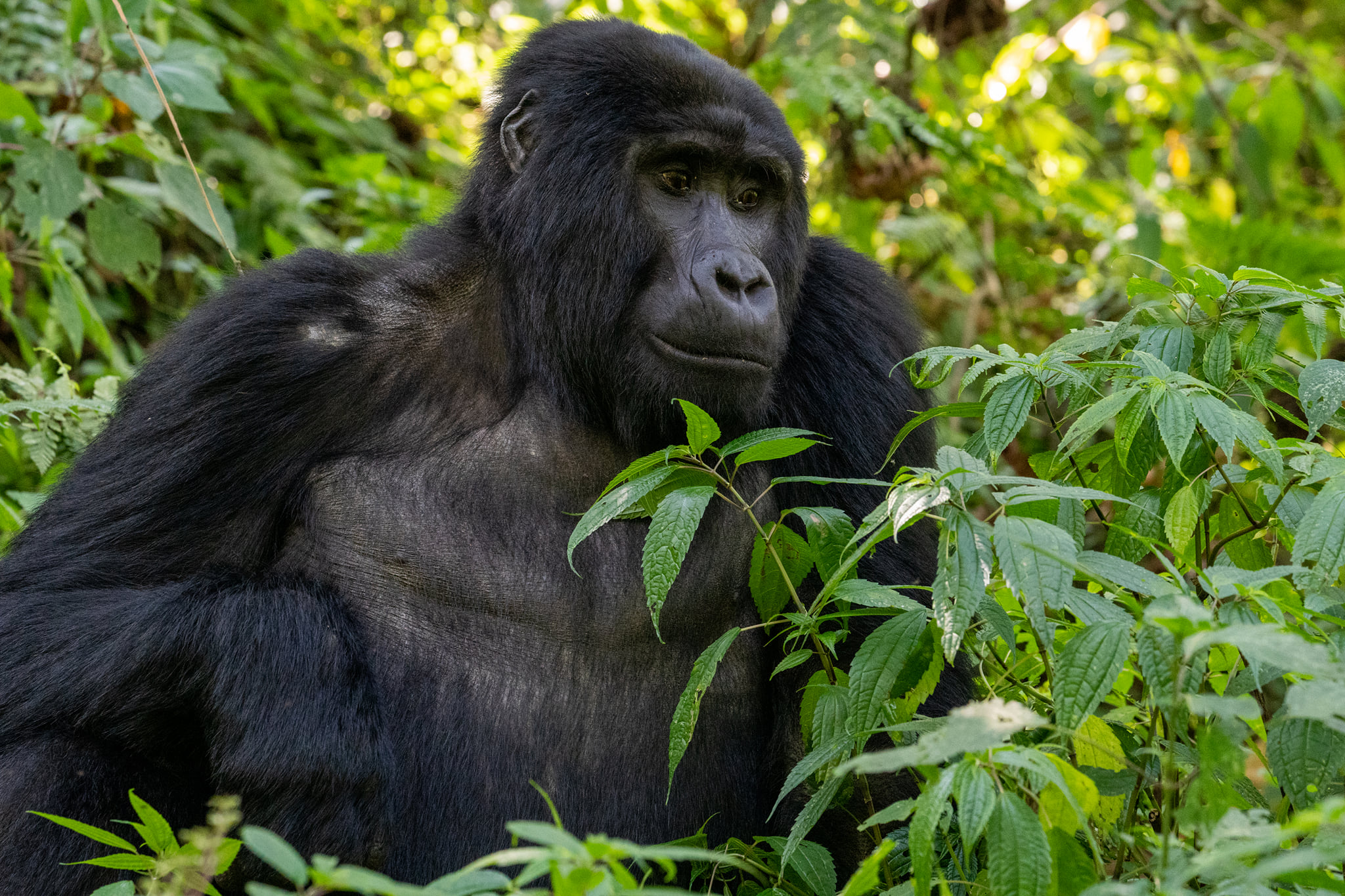 How safe is Gorilla Trekking in Uganda and Rwanda?