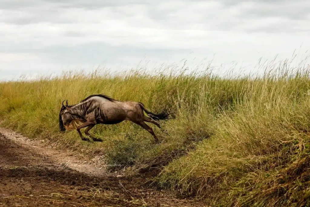 Ultimate Guide to Serengeti Grumeti Tanzania