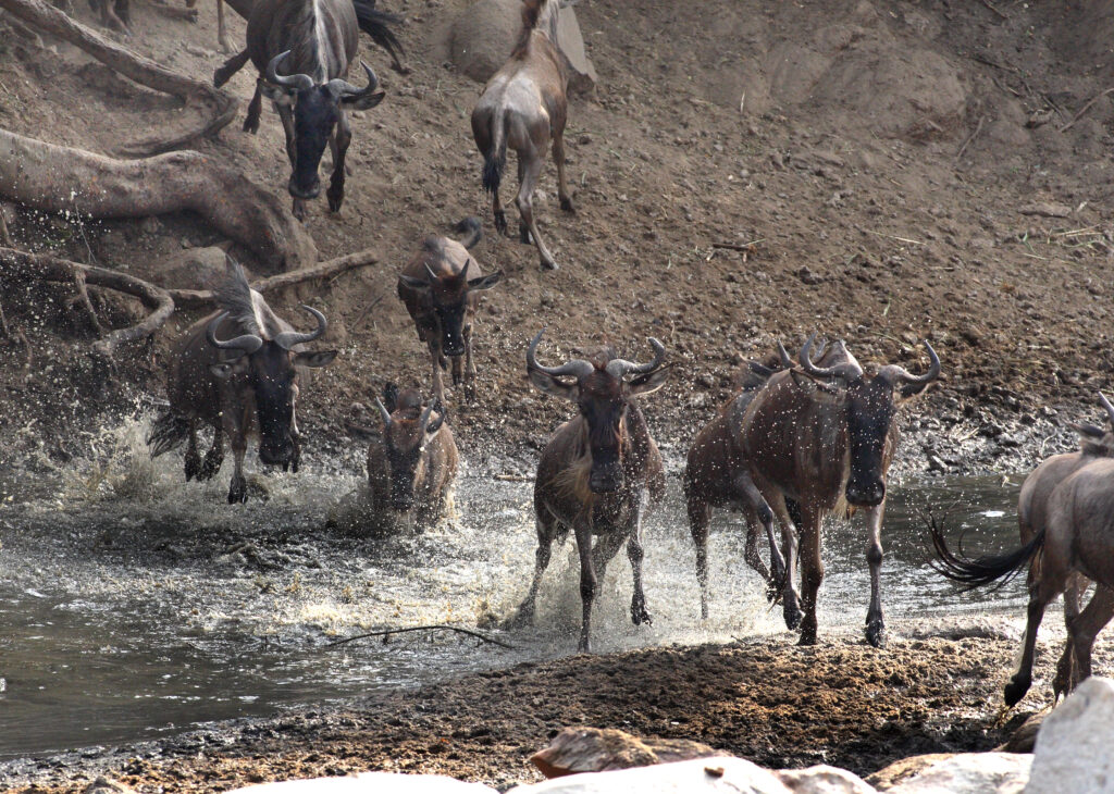 Serengeti Grumeti Reserve
