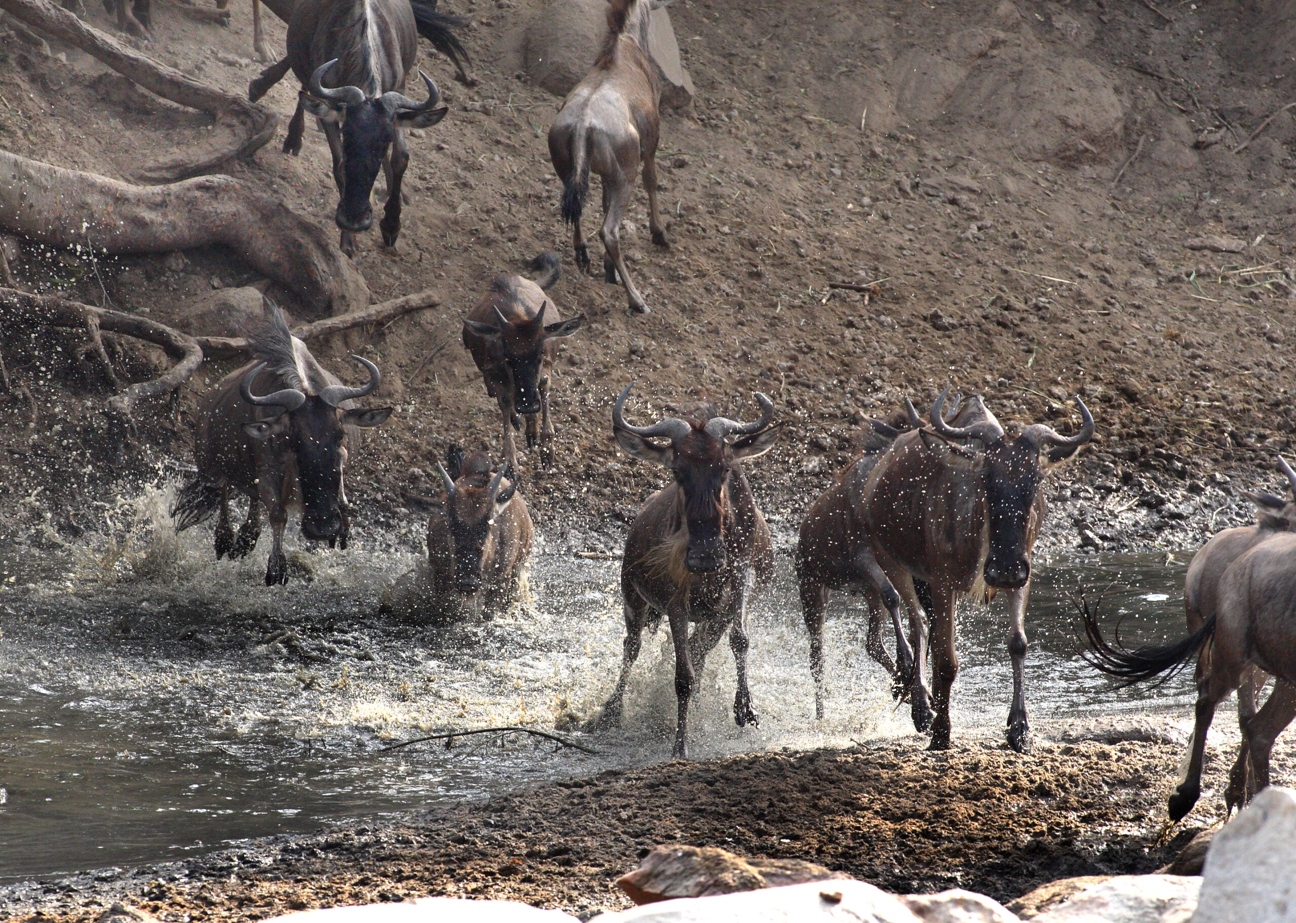 Serengeti Grumeti Reserve