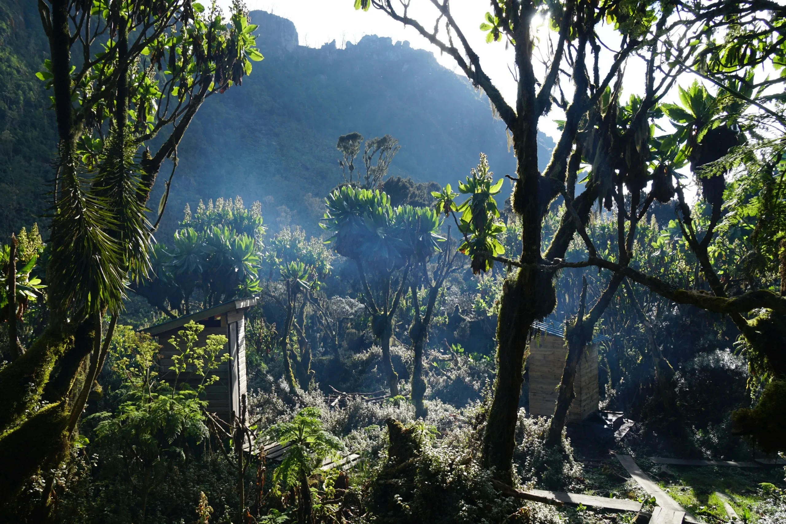 3 Days Mount Rwenzori Hiking Safari