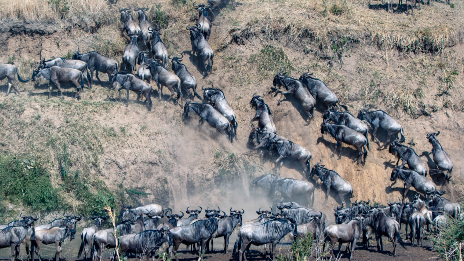 Great Migration in Grumeti Reserve vs Masai Mara