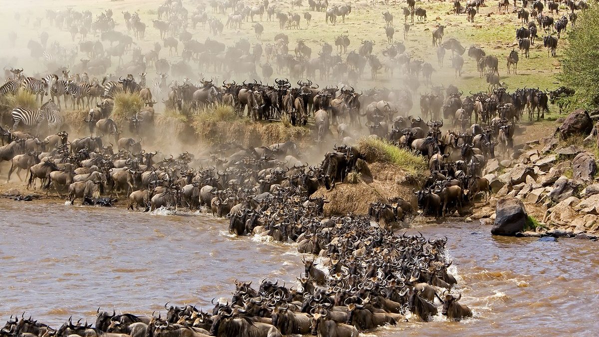What to Consider Before planning a Great Migration Safari?