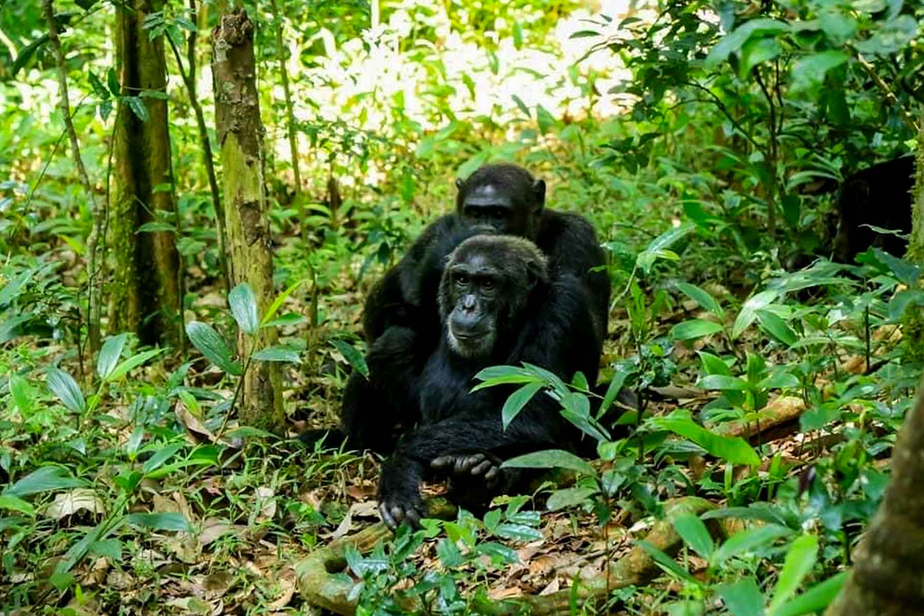 Budongo Forest Chimp Trekking Experience