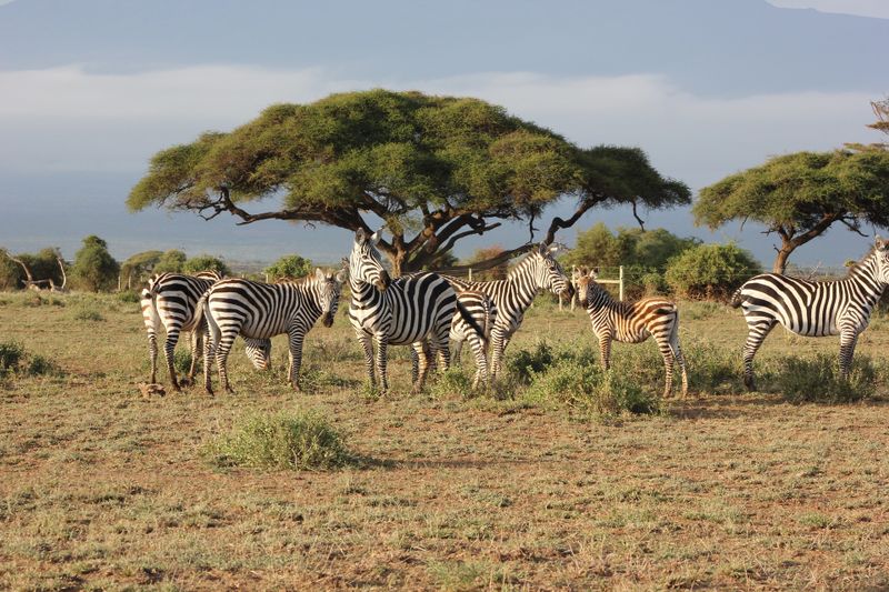 12 Days Iconic Kenya Safari Experience