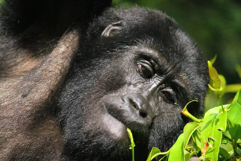 Why Plan a Gorilla habituation Experience in Uganda?
