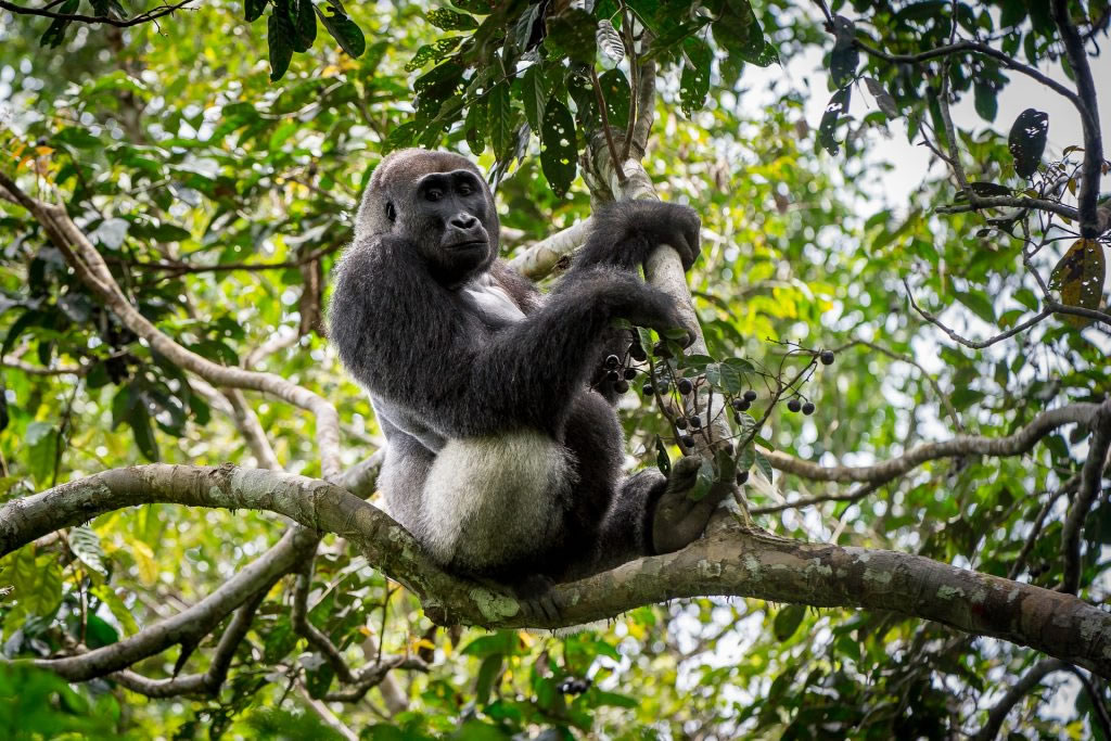 Discover Primates in Africa
