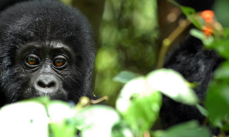 Why should You Trek Gorillas in Mgahinga National Park?