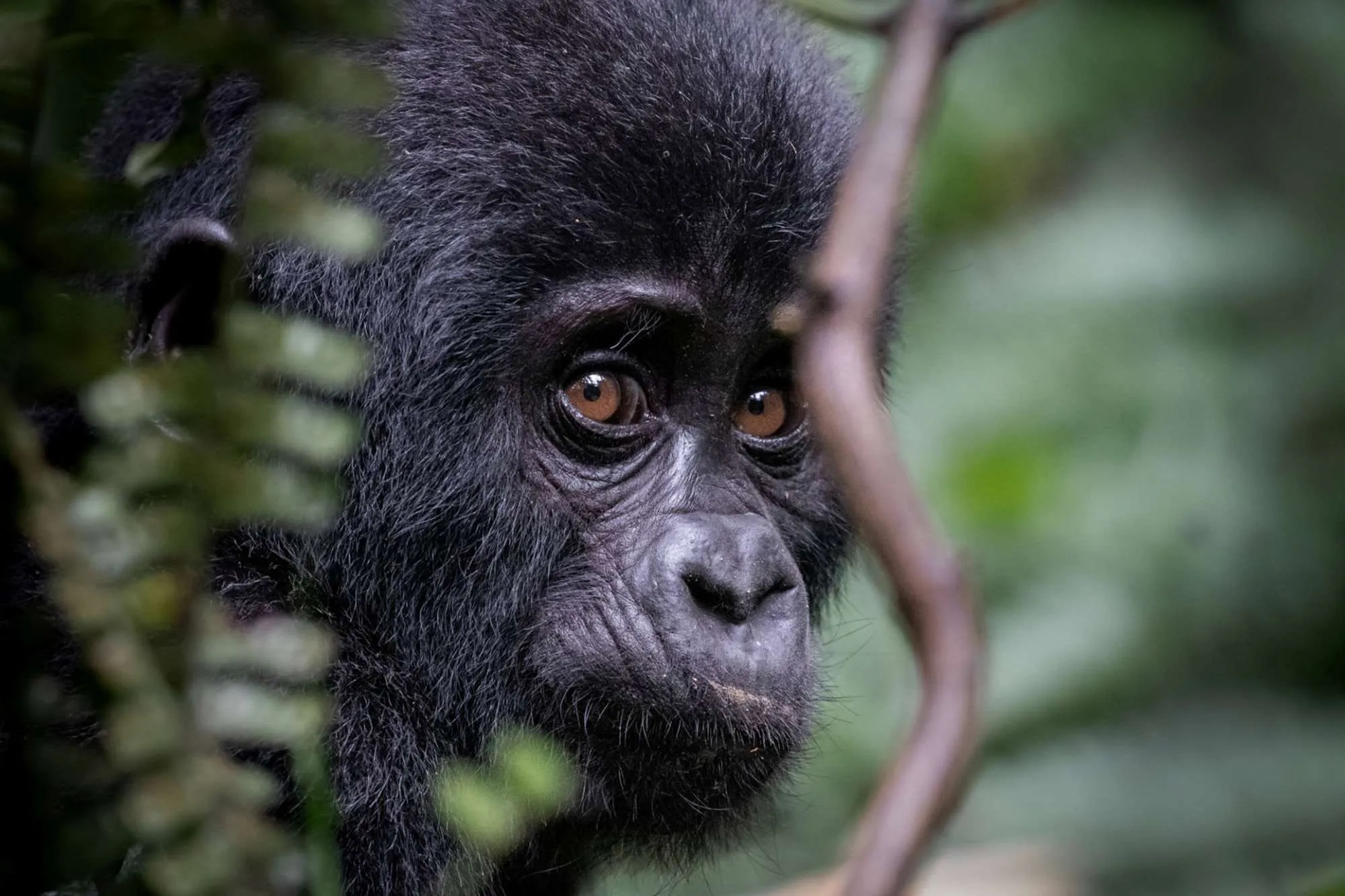 Gorilla Trekking Photography Tips and Tricks