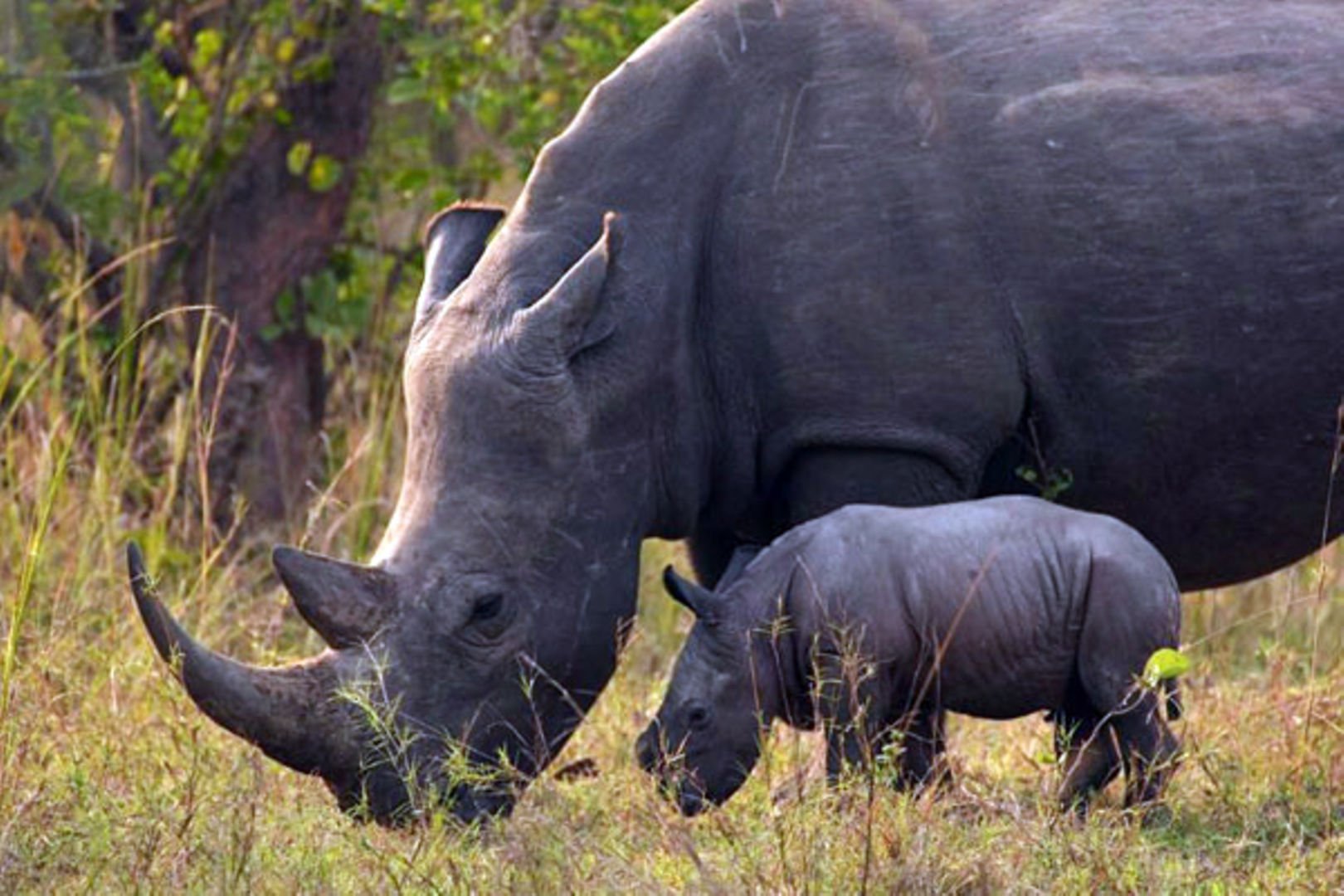 Ajai-Wildlife-Reserve