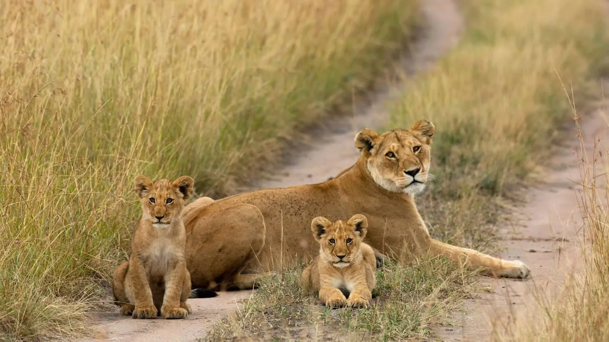 How to Experience Kenya Big 5?