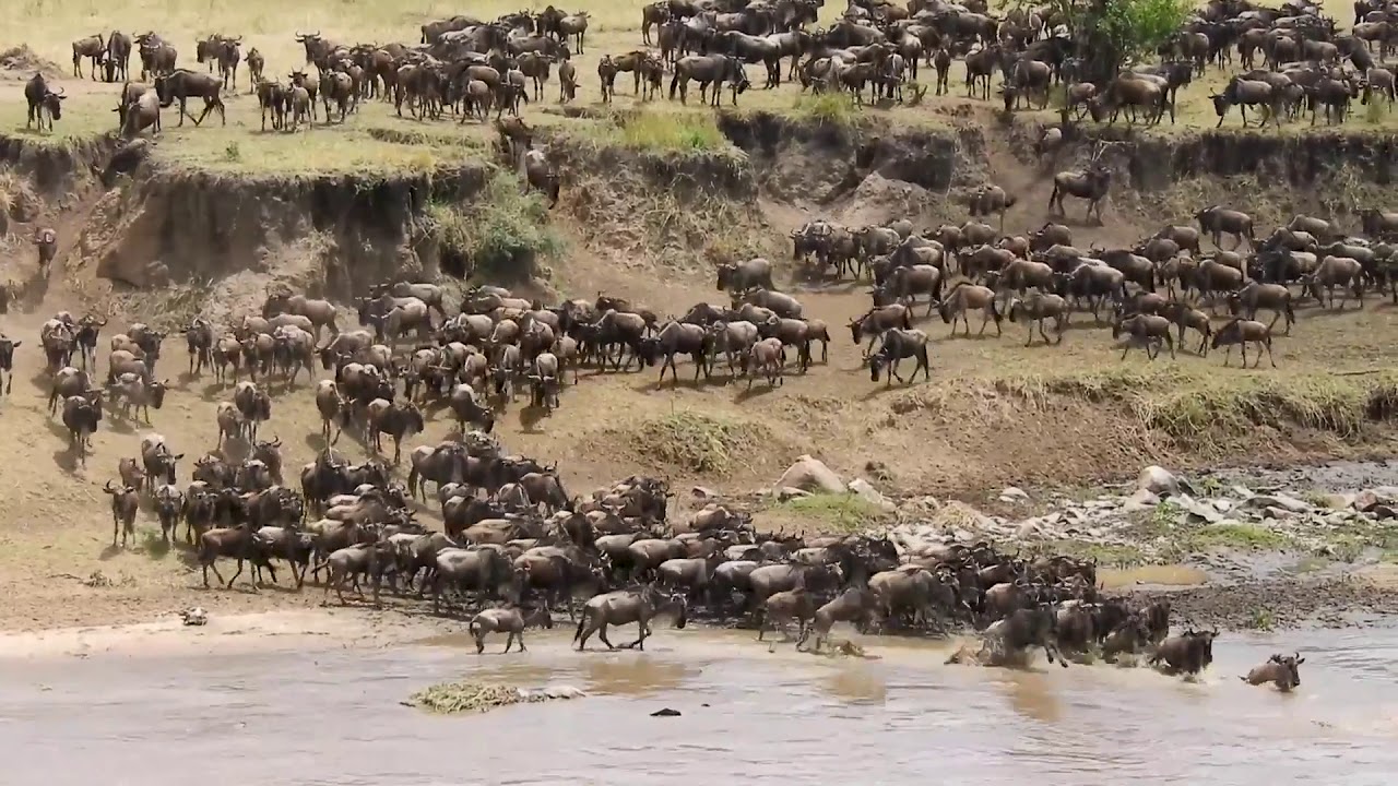 Wildebeest Migration in Kenya