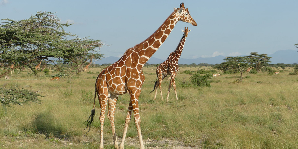 10 Days Luxury Kenya Honeymoon Wild Safari