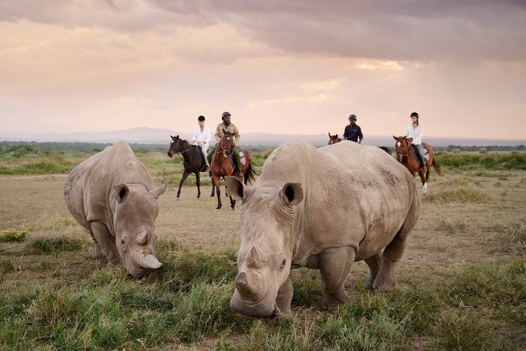 8 Days Luxury Safari Through Wild Wonders of Kenya 