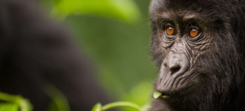 Gorilla-trekking-destinations-in-Uganda
